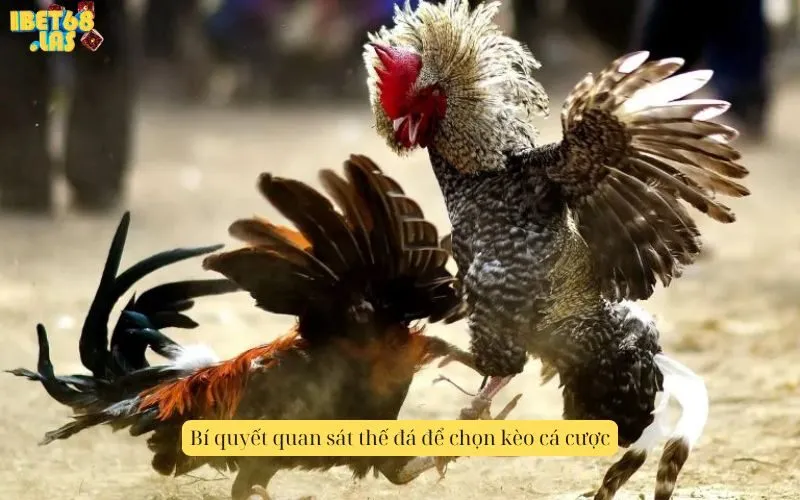 Bí quyết quan sát thế đá để chọn kèo cá cược