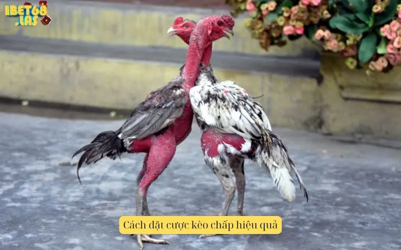 Cách đặt cược kèo chấp hiệu quả