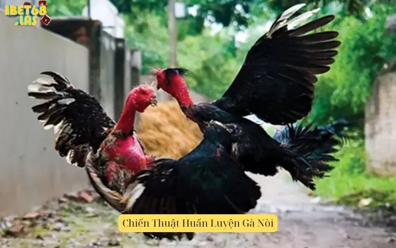 Chiến Thuật Huấn Luyện Gà Nòi