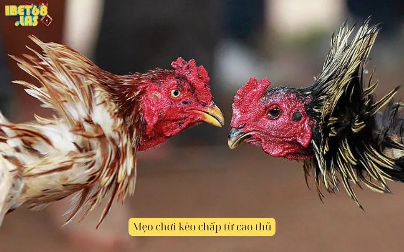 Mẹo chơi kèo chấp từ cao thủ