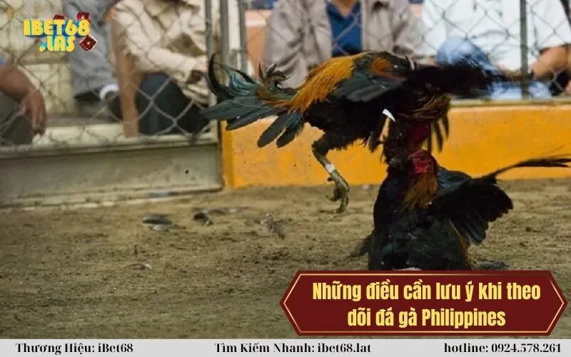 Những điều cần lưu ý khi theo dõi đá gà Philippines