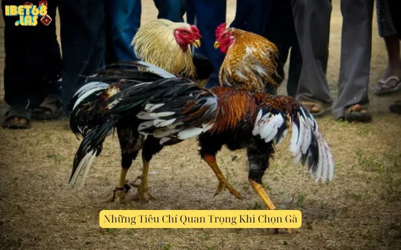 Những Tiêu Chí Quan Trọng Khi Chọn Gà