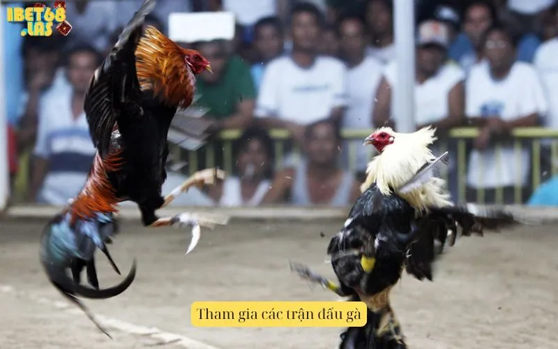 Tham gia các trận đấu gà
