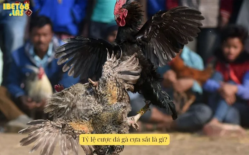 Tỷ lệ cược đá gà cựa sắt là gì?